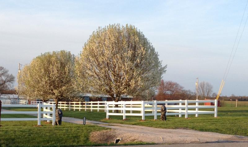 Drive Entrance 3 Rail White Vinyl Fence